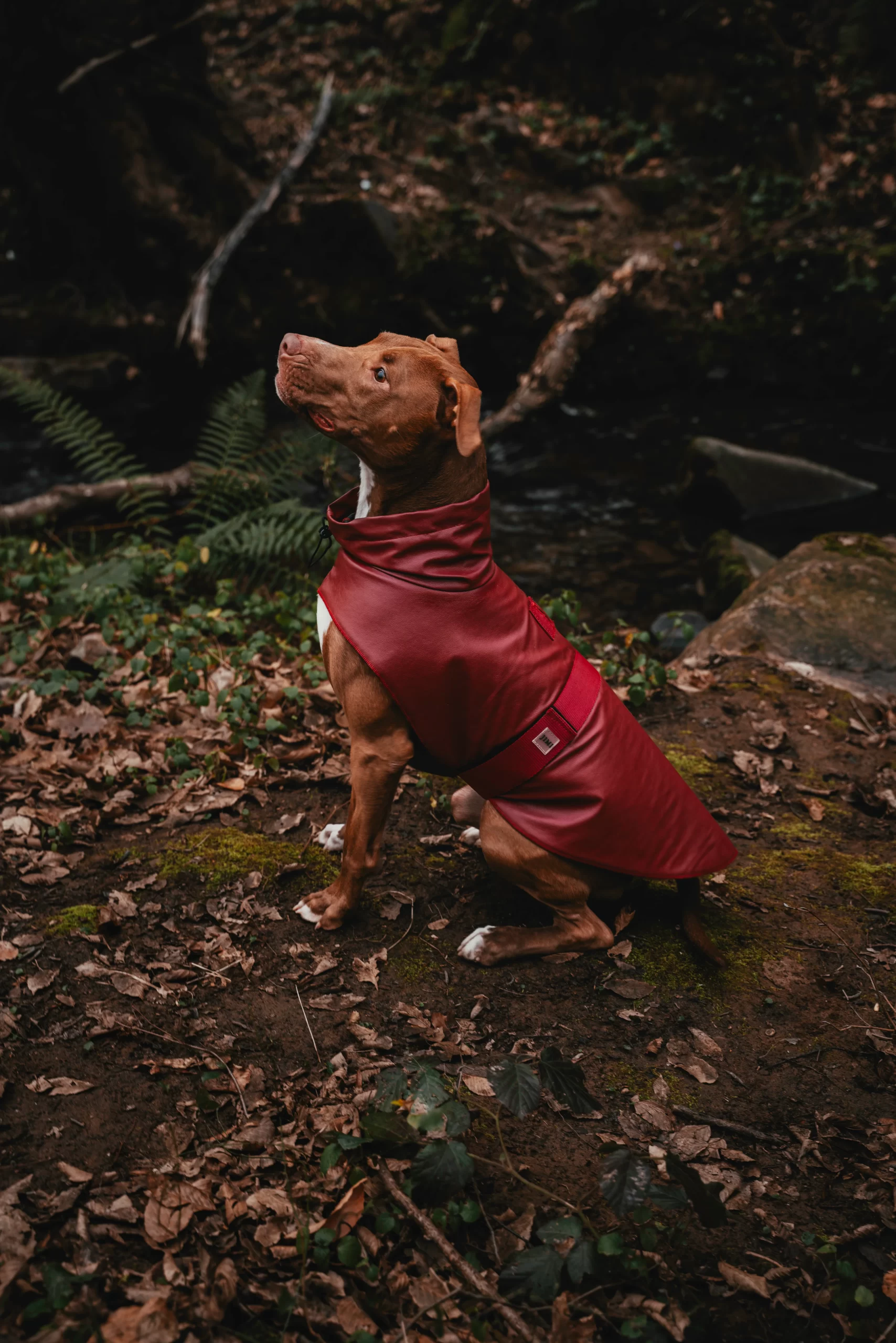 Bordox raincoat for dogs. Rroba për mbrotje nga shiu - Figura 2