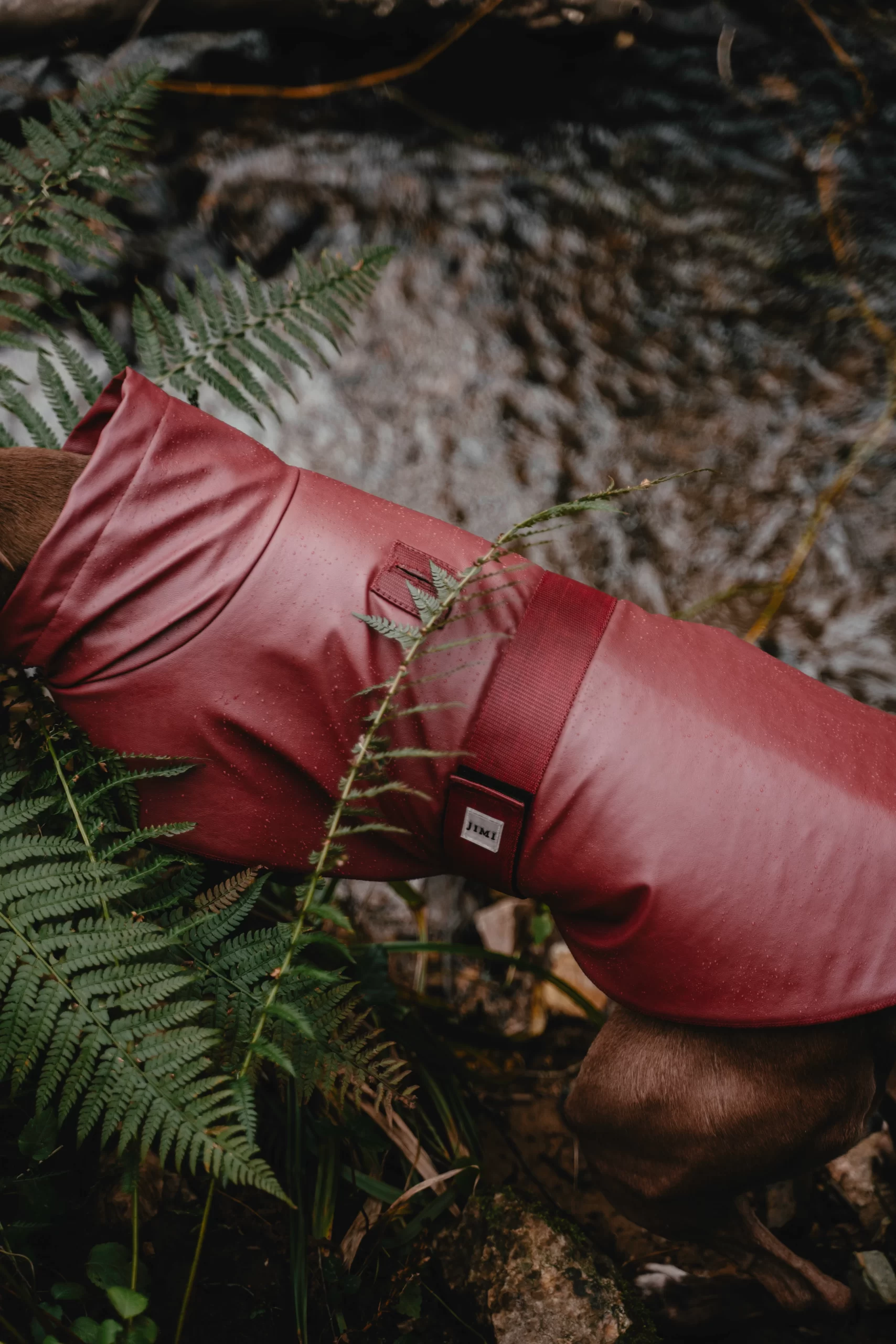 Bordox raincoat for dogs. Rroba për mbrotje nga shiu - Figura 3