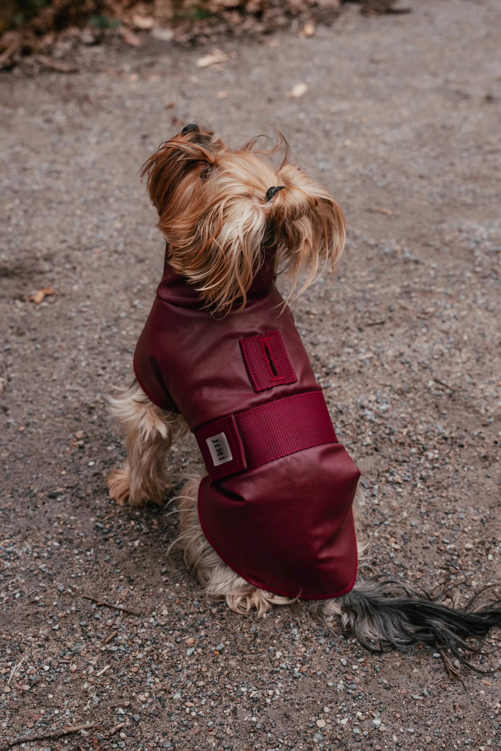 Bordox raincoat for dogs. Rroba për mbrotje nga shiu - Figura 4