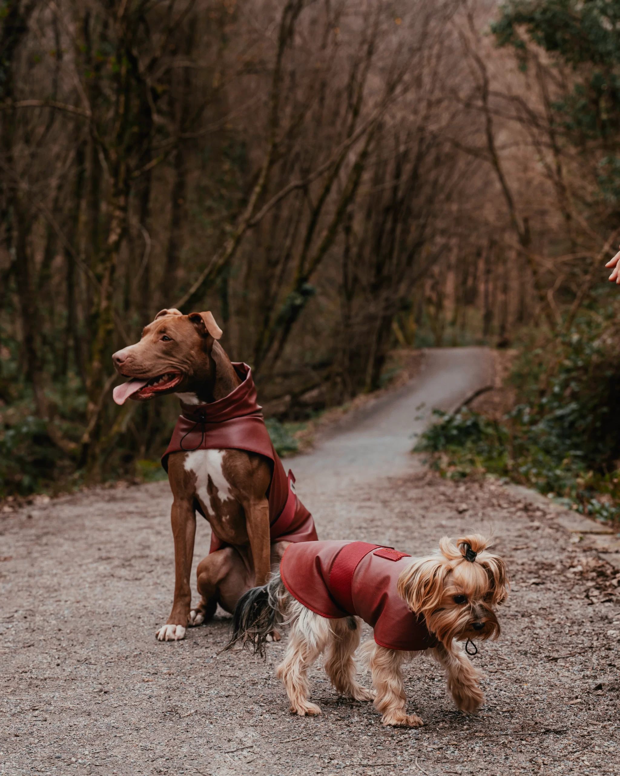 Bordox raincoat for dogs. Rroba për mbrotje nga shiu - Figura 6